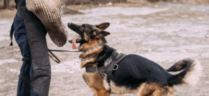 Dog-Bite-Laws-in-California-When-Pet-Owners-Are-Liable-for-Your-Injuries-768x357